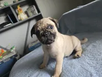 yellow collar Chunk, a male Pug for sale in Ottawa, KS – 1 of 1