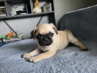 pink collar, a female Pug for sale in Ottawa, KS – 1 of 1