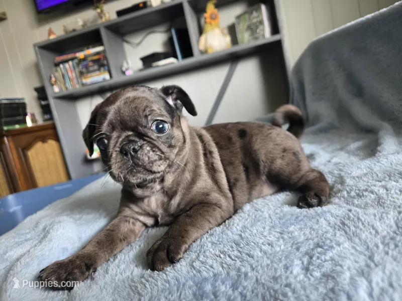 red collar – Pug puppy for sale in Ottawa, KS