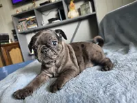 red collar, a female Pug for sale in Ottawa, KS – 1 of 1