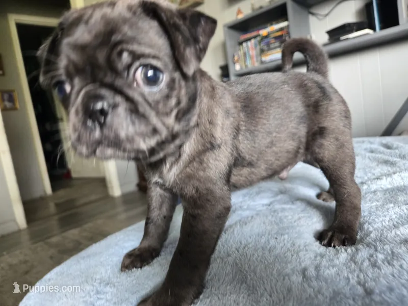 blue collar – Pug puppy for sale in Ottawa, KS