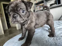 blue collar, a male Pug for sale in Ottawa, KS – 1 of 1