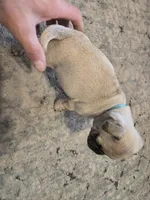 Big Blue, a male Pug for sale in Ottawa, KS – Photo 4 of 6