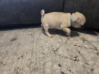 Big Blue, a male Pug for sale in Ottawa, KS – Photo 6 of 6