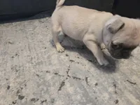 Big Blue, a male Pug for sale in Ottawa, KS – Photo 2 of 6