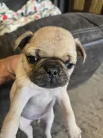 Big Blue, a male Pug for sale in Ottawa, KS – Photo 5 of 6