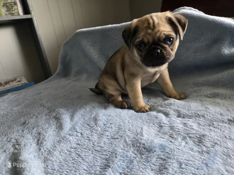 Black collar Duke  – Pug puppy for sale in Ottawa, KS