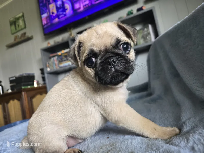 purple collar  – Pug puppy for sale in Ottawa, KS