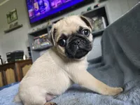 purple collar , a male Pug for sale in Ottawa, KS – 1 of 1