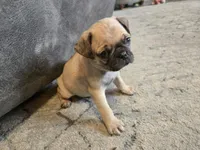 Tan man, a male Pug for sale in Ottawa, KS – Photo 4 of 4