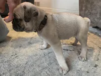 Tan man, a male Pug for sale in Ottawa, KS – Photo 2 of 4