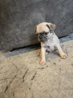 Tan man, a male Pug for sale in Ottawa, KS – Photo 3 of 4