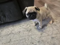 Pink, a female Pug for sale in Ottawa, KS – Photo 2 of 7
