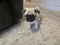 Pink, a female Pug for sale in Ottawa, KS – Photo 1 of 7