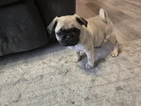 Pink, a female Pug for sale in Ottawa, KS – Photo 3 of 7