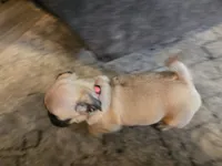 Pink, a female Pug for sale in Ottawa, KS – Photo 5 of 7