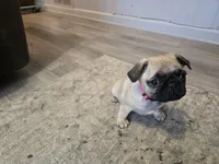 Pink, a female Pug for sale in Ottawa, KS – Photo 4 of 7