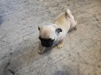 Pink, a female Pug for sale in Ottawa, KS – Photo 6 of 7