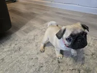 Pink, a female Pug for sale in Ottawa, KS – Photo 7 of 7