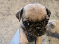 Violet, a female Pug for sale in Ottawa, KS – Photo 2 of 3