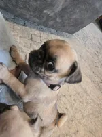 Violet, a female Pug for sale in Ottawa, KS – Photo 1 of 3