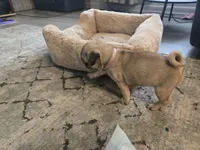 Violet, a female Pug for sale in Ottawa, KS – Photo 3 of 3