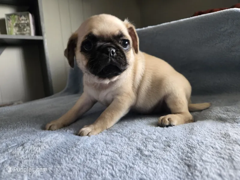 silver collar male – Pug puppy for sale in Ottawa, KS