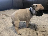 Irish (dark green collar), a male Pug for sale in Ottawa, KS – Photo 1 of 2