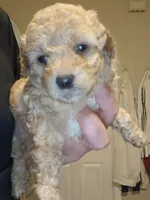 Bear , a male Poodle - Toy  for sale in Allentown, PA – 3 of 10