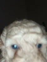 Bear , a male Poodle - Toy  for sale in Allentown, PA – 10 of 10