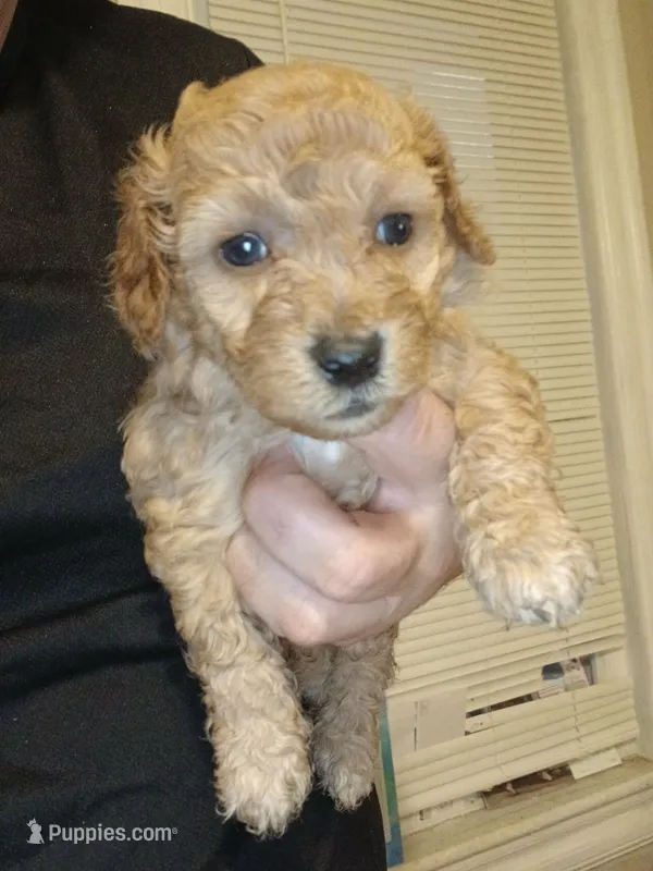 Bear  – Poodle - Toy  puppy for sale in Allentown, PA