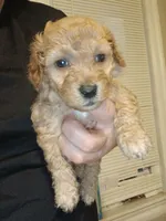 Bear , a male Poodle - Toy  for sale in Allentown, PA – 1 of 10