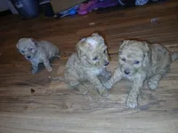 Bear , a male Poodle - Toy  for sale in Allentown, PA – 6 of 10