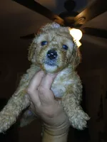 Bear , a male Poodle - Toy  for sale in Allentown, PA – 5 of 10