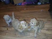 Bear , a male Poodle - Toy  for sale in Allentown, PA – 8 of 10