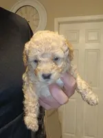 Bear , a male Poodle - Toy  for sale in Allentown, PA – 2 of 10
