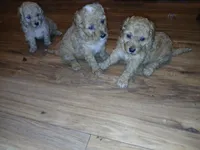 Bear , a male Poodle - Toy  for sale in Allentown, PA – 9 of 10