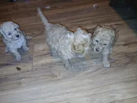 Bear , a male Poodle - Toy  for sale in Allentown, PA – 7 of 10