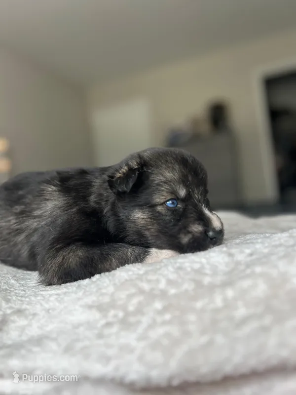 Mist – Siberian Husky puppy for sale in Lake Hiawatha, NJ