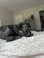 Mist, a male Siberian Husky for sale in Lake Hiawatha, NJ – 3 of 3
