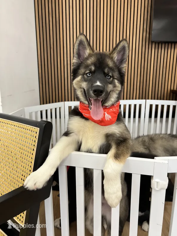 Atlas – Siberian Husky puppy for sale in Lake Hiawatha, NJ