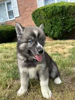 Nova, a female Siberian Husky for sale in Lake Hiawatha, NJ – 2 of 7