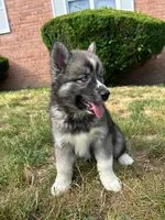Nova, a female Siberian Husky for sale in Lake Hiawatha, NJ – 4 of 7