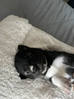 Atlas, a female Siberian Husky for sale in Lake Hiawatha, NJ – 3 of 4