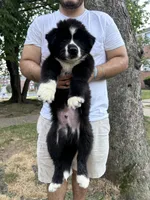 Panda, a male Siberian Husky for sale in Lake Hiawatha, NJ – 7 of 8