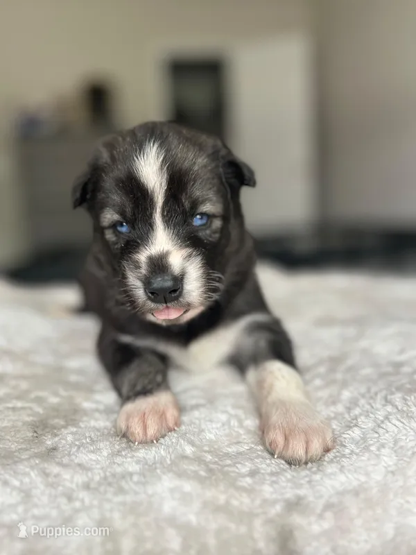 Nova, a female Siberian Husky for sale in Lake Hiawatha, NJ – 1 of 5
