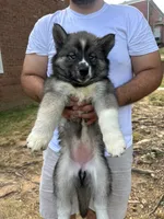 Nova, a female Siberian Husky for sale in Lake Hiawatha, NJ – 7 of 7