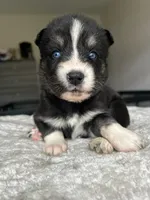 Nyx, a female Siberian Husky for sale in Lake Hiawatha, NJ – 2 of 6