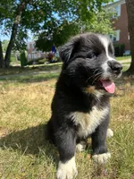 Panda, a male Siberian Husky for sale in Lake Hiawatha, NJ – 4 of 8