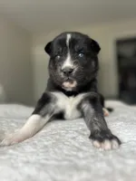 Onyx, a female Siberian Husky for sale in Lake Hiawatha, NJ – 5 of 6